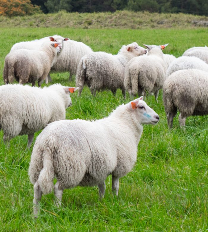 Que faire si l’on n’a pas sacrifié pendant plusieurs années ?